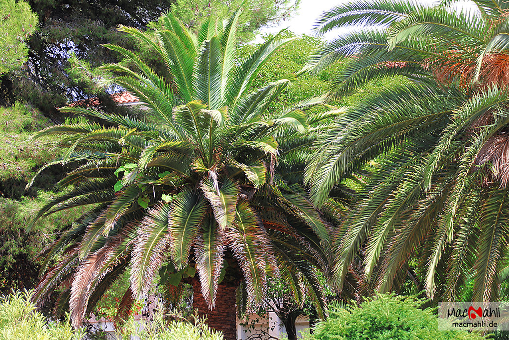 Palmengarten @ Toulon