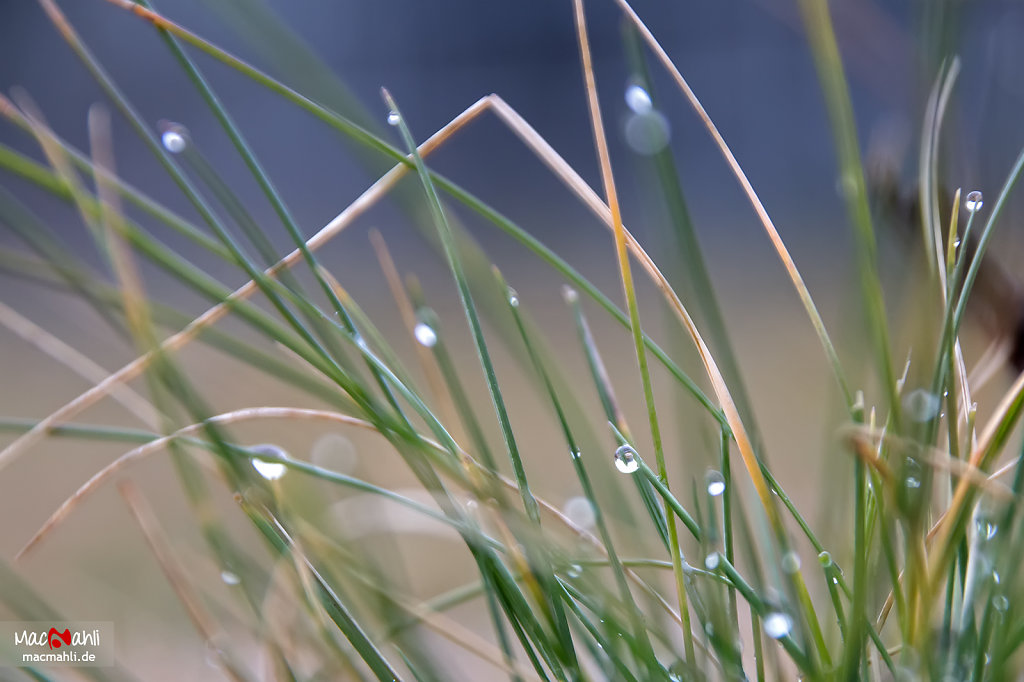 Nature awakens with morning dew.