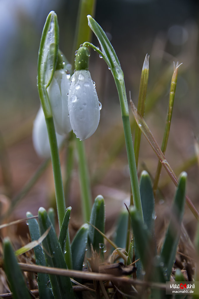 Snowdrop with morning dew.